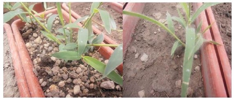 Variation de la banque de graines du sol et relation avec la végétation épigée dans les microhabitats des savanes ouest-africaines