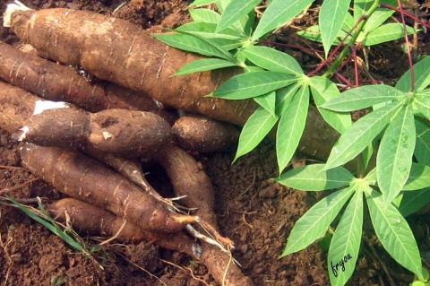 manioc