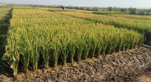 Lignées éditées de riz : « Nous n’avons pas introduit de gène étranger dans le génome », Dr Issa Wonni, Directeur de recherche en phytopathologie